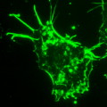 Fluorescence Microscopy